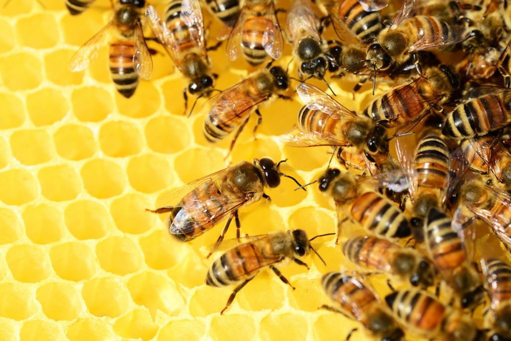 В экспоцентре «Пчеловодство» на ВДНХ пройдут бесплатные экскурсии