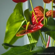 Интернет-магазин комнатных цветов Sense plants фото 5 на сайте Марьинароща.рф
